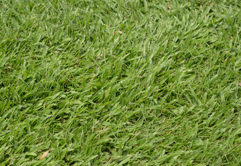 fresh grass texture for background