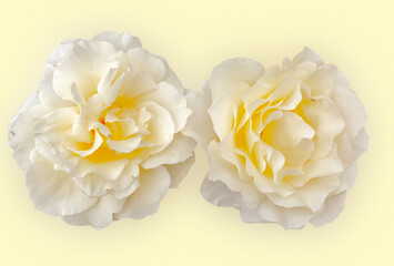 Roses blanches 