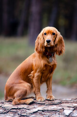 Red-haired English Cocker Spaniel on a walk in the forest