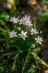 Beautiful white flower ornithogalum umbellatum grass lily. Low shallow focus