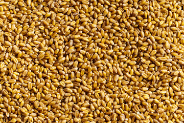 Wheat grains background, texture of seeds above