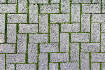 The old paving stones have become overgrown with moss.