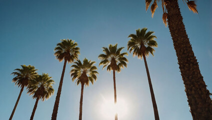 Low-angle shot of Los Angeles palm trees. Sun rays.