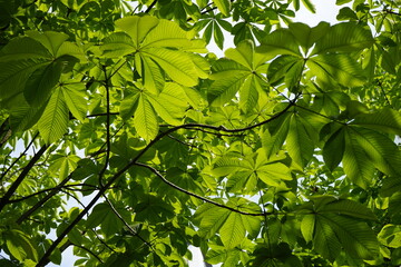 The park is full of flowers and leaves.