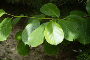 The park is full of flowers, leaves and fruits.