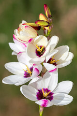 Sparaxis, white ixia, harlequin flower, wandflower, corn lilies
