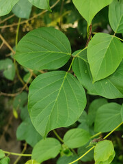 close up view of green leaves with ivy