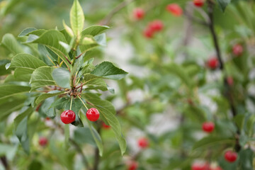 Cherries on a tree branch