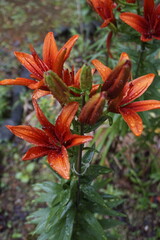 Flowers bloomed beautifully in the garden