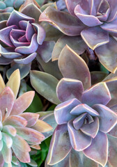 Beautiful varieties of succulent plants