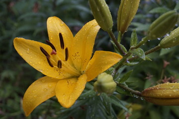 Fototapeta premium yellow flowers are beautiful