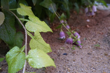 The park is full of flowers, leaves and fruits.