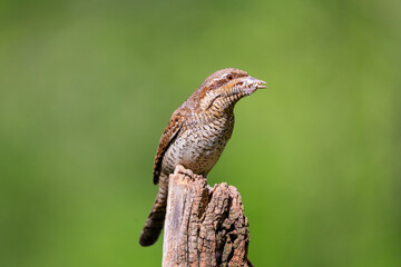 Eurasian wryneck with food