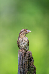 Eurasian wryneck