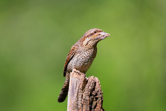 Eurasian wryneck with food