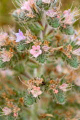 Wild plant, scientific name; Echium italicum