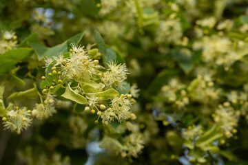 kwiaty lipy podczas kwitnienie, linden flowers