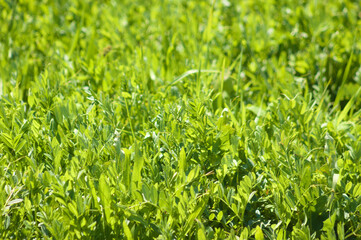 Closeup of vivid green common vetch plants with selective focus on foreground