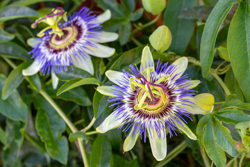 Close up passiflora. Passion Flower (Passiflora caerulea) leaf in tropical garden. Beautiful...