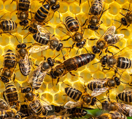 Young queen bee surrounded by bees. Queen bee the mistress of the colony of bees.