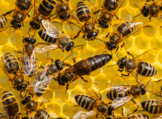 Young queen bee surrounded by bees. Queen bee the mistress of the colony of bees.