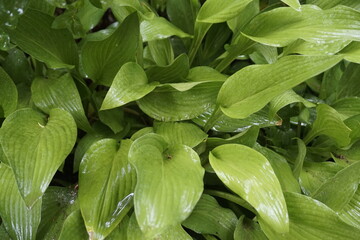 A landscape with green leaves and fruits.