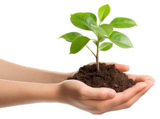 PNG Planting leaf soil beginnings.