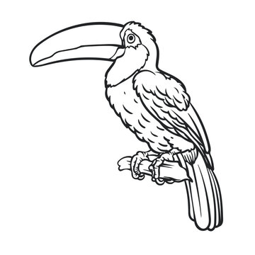 recommend clip art: Cartoon toucan drawing with line art style. Simple design outline style. You can give color you want. Easy to edit. Bird vector illustration