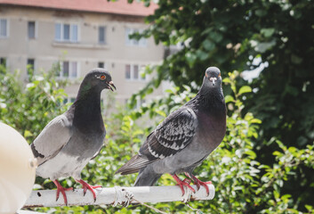 Pigeon on the balcony. Invasion of pigeons