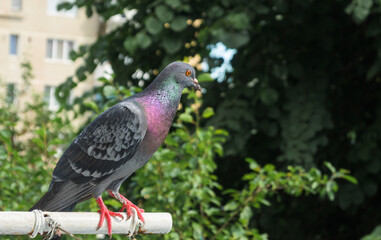 Pigeon on the balcony. Invasion of pigeons