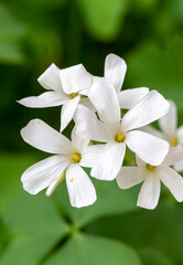 Oxalis articulata - White oxalis plant