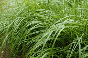 A landscape with green leaves and fruits.
