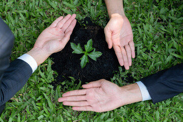Top view group of businesspeople grow and nurture plant together on fertilized soil concept of eco...