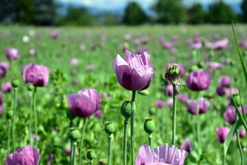 Blühendes Schlafmohnfeld im Kaiserstuhl