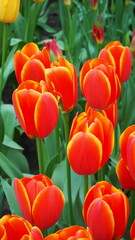 red and yellow tulips