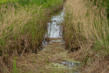 Polder and water with green meadow in summer