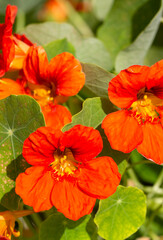 Orange Nasturtium flower Tropaeolum majus is edible and makes an attractive ground cover.