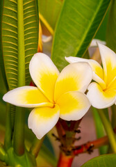 Fototapeta premium Plumeria is a genus of the Apocynaceae family. Plumeria alba