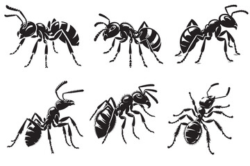Ant silhouette vector illustration.eps