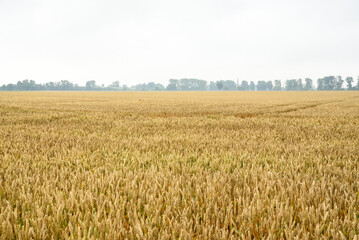 Field of ripe common wheat on a foggy summer day