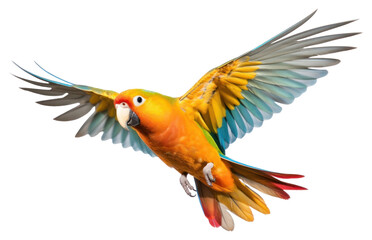 Fototapeta premium PNG Parrot flying animal bird.