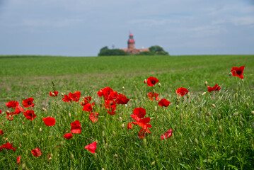 Lighthouse and poppies
