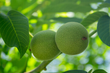 Fresh walnuts and green leaves on a tree branch, closeup