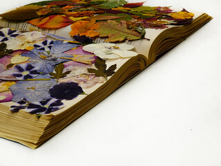 Dried pressed various leaves and flowers placed on the pages of an open old book lying on a white...