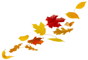 Multi-colored autumn leaves fly and levitate in space, forming a chain shape. Ash maple elm birch and oak leaves. Isolated on white.