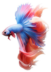 Obraz premium PNG Colourful Betta fish animal white background goldfish.
