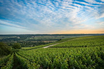 Fototapeta premium Vineyards at sunset in the Champagne region of France