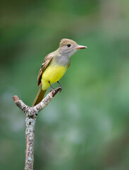 Great crested flycatcher on lone branch with green background