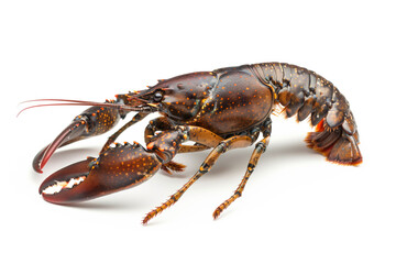 Rusty Crayfish or crab isolated on white background with clipping path