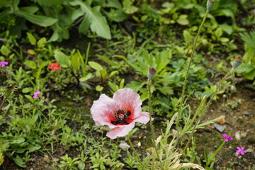 The flowers in the park are beautiful.